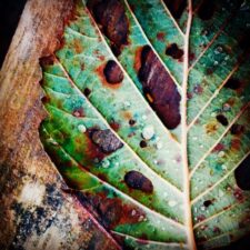 decaying-leaf-sweden