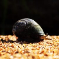 sand-snail