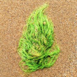 seaweed