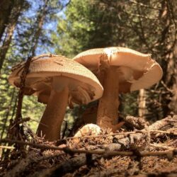 end-of-world-mushroom